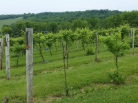 grapes