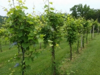 vins