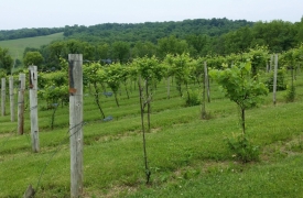 grapes