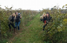 massbach-vines