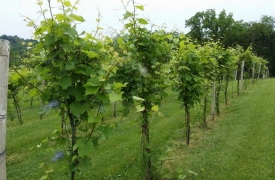 vins