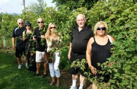 wine-vines